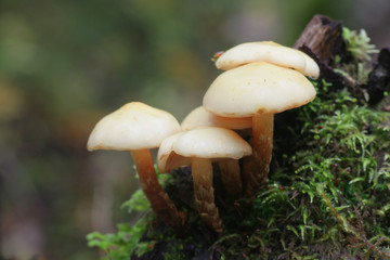 Pholiota alnicola, known as Alder Scalycap, wild fungus from Finland