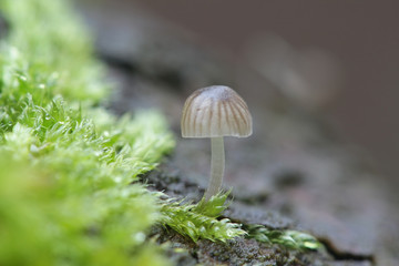 Mycena hiemalis, known as the Winter Bonnet, mushrooms from Finland