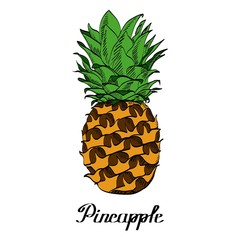 Vector path natural pineapple with ink text