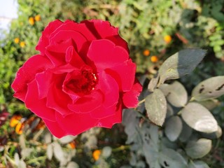 red rose in the garden