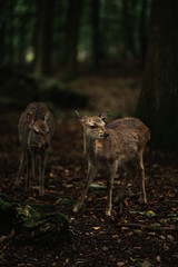 fallow deer in the forest