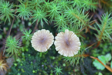Lichenomphalia umbellifera, a lichenized fungus called the Heath Navel or Lichen Agaric, wild mushroom from Finland