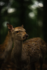 deer in the forest
