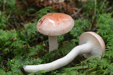 Hygrophorus erubescens, known as the blotched woodwax or pink waxcap,  mushrooms from Finland