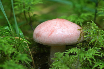 Hygrophorus erubescens, known as the blotched woodwax or pink waxcap, wild mushroom from Finland