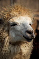 Alpaca