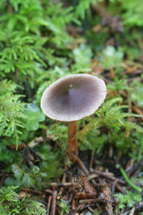 Cortinarius anthracinus, webcap mushrooms from Finland