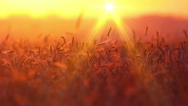 wheat at dawn. 4K. FULL HD, 4096x2304.