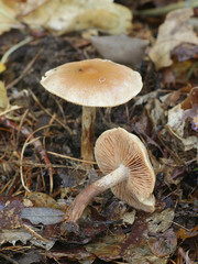 Hebeloma crustuliniforme, known as poison pie or poisonpie, poisonous mushroom from Finland