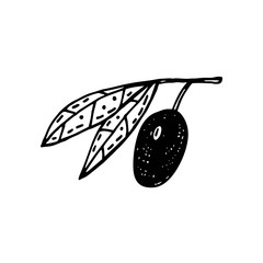 Olive branch doodle vector illustration. Organic ingredients. Eco friendly, vegan.  Sticker, icon.