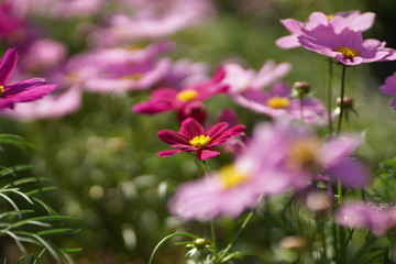 close up of cosmos flower and blurred background