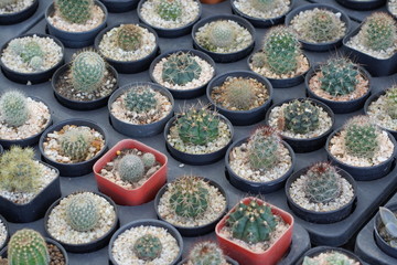 A variety of cactus plants in pots