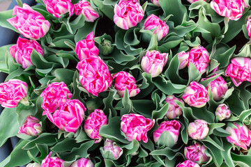 Beautiful pink and white tulips. Spring nature background. Web banner