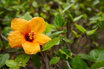flower in the rain