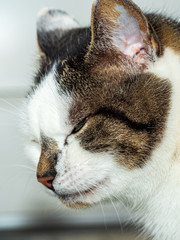 Bad looking Cat in close up view as she feel disturbed