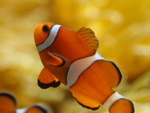 かくれくまのみ の画像 3 530 件の Stock 写真 ベクターおよびビデオ Adobe Stock