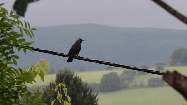 Jackdaw fledgeling standing on cable and flying away