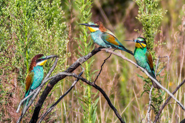 Three colorfull bee eater birds holding dragonflies in their mouth. Real photo.