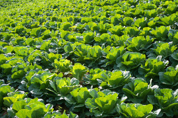 Rows of fresh cabbage plants on the field.
