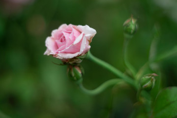 Single pink rose over green background