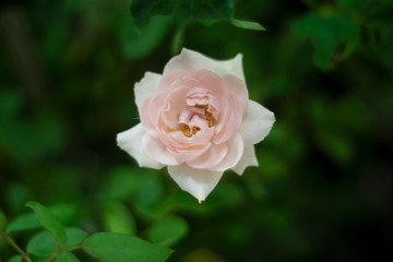 Single pink rose flower in as valentine background