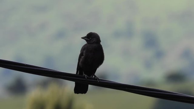 Jackdaw fledgeling calling and flying from cable in Welsh countryside