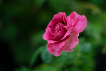 Single pink rose flower in as valentine background