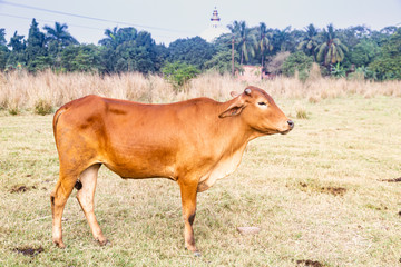 calf of Indian sacred humpback cow zebu in the meadow