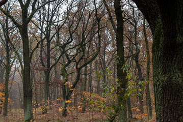 Autumn forest with a light haze, slightly foggy autumn forest