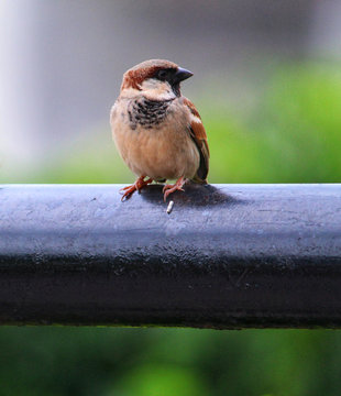 beautiful house sparrow bird in nature wildlife bird photography