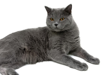 gray cat on a white background
