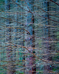 Branches in a Scottish pine forest on a wet day