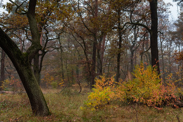 Fototapeta na wymiar Autumn forest with a light haze, slightly foggy autumn forest