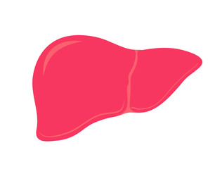 Liver. Isolated human organ. Medicine and Health