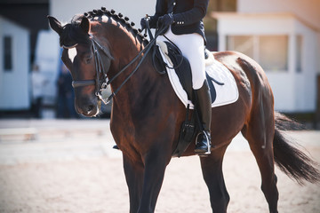 A Bay horse with a rider in the saddle performs at a dressage competition in front of the judges '...