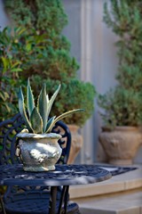 Close up of pot plant on patio table
