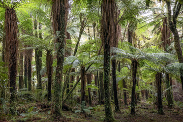 Katote Ferns New Zealand