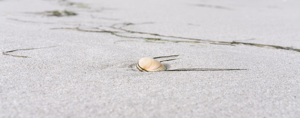 Muscheln am Sandstrand