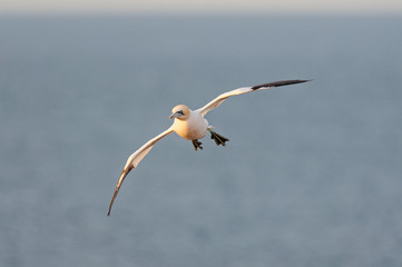 Basstölpel beim Anflug auf Kolonie, Helgoland