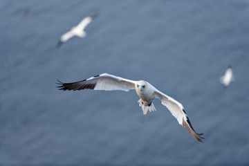 Basstölpel beim Anflug auf Kolonie, Helgoland