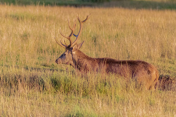 deer in a forest of Cantabria, Spain