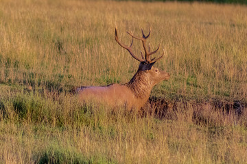 deer in a forest of Cantabria, Spain