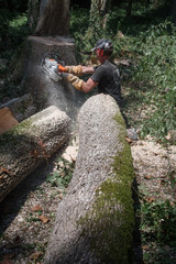bucheron coupe de bois tronconneuse