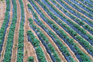 Cultivation, Agriculture, Furrows row pattern in a plowed field.