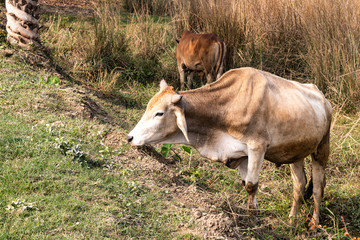 a herd of cows resting in a meadow. Indian sacred zebu cows.