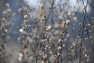 Medow detail on fall sun 