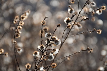 Medow detail on fall sun 