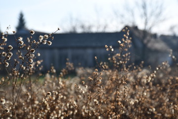 Medow flowers with farm in background 