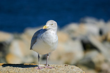 Sea gull