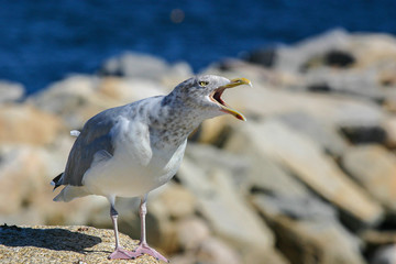 Sea gull